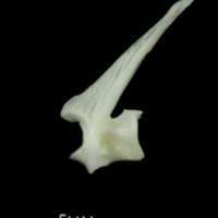 photo of Poor cod precaudal vertebra lateral view
