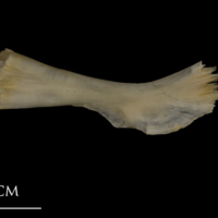 photo of Shore rockling ceratohyal lateral view