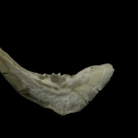 photo of Grayling preopercular medial view