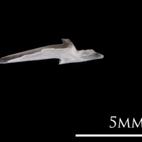 photo of European eel articular lateral view