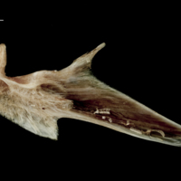 photo of Atlantic halibut articular medial view