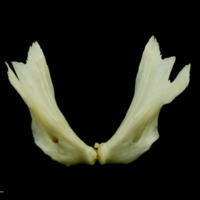 photo of Common carp dentary dorsal view
