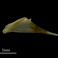 photo of Grayling articular left