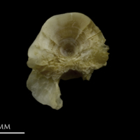 photo of Zander first vertebra anterior view