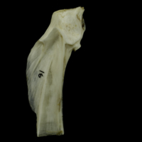 photo of Grey Triggerfish hyomandibular lateral view