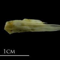 photo of Mediterranean moray for assessment medial view