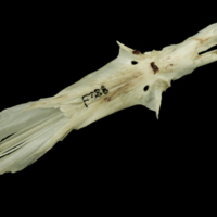 photo of Atlantic salmon parasphenoid ventral view