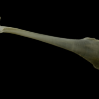 photo of Zander maxilla lateral view