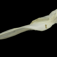 photo of Grey Triggerfish cleithrum lateral view