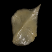 photo of Sturgeon scute medial view