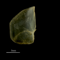 photo of Vendace opercular medial view