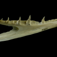 photo of Northern pike dentary medial view
