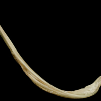 photo of Turbot anal pterygiophore lateral view