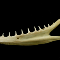 photo of European hake dentary lateral view
