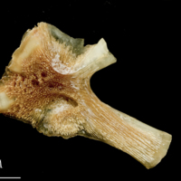 photo of Catfish hyomandibular medial view