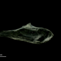 photo of Scad subopercular medial view