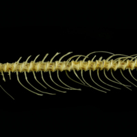 photo of Trout caudal vertebra lateral view