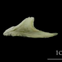 photo of Northern pike premaxilla lateral view