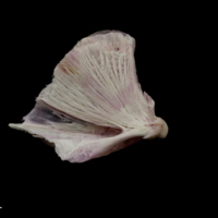 photo of Meagre quadrate medial view