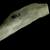 photo of Atlantic salmon subopercular lateral view