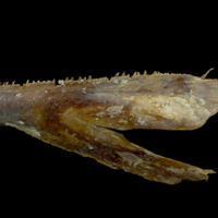 photo of Atlantic bluefin tuna  dentary lateral view