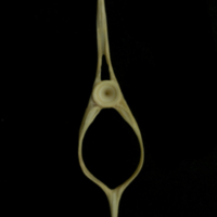 photo of Bib caudal vertebra anterior view