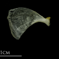 photo of Mediterranean moray opercular medial view