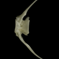 photo of Grayling caudal vertebra lateral view