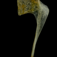 photo of Gilthead seabream coracoid lateral view
