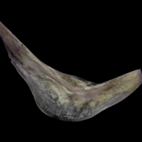 photo of Red seabream preopercular medial view