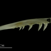 photo of Mediterranean moray premaxilla medial view