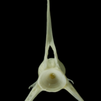 photo of Pollack precaudal vertebra anterior view