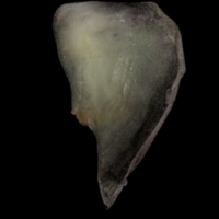 photo of European eel for assessment lateral view