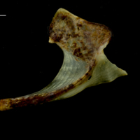photo of Ballan wrasse coracoid lateral view