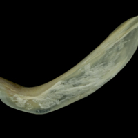 photo of Northern pike cleithrum lateral view