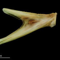 photo of John dory dentary medial view