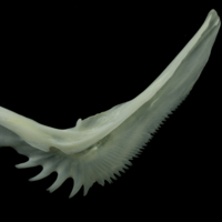 photo of European seabass preopercular lateral view