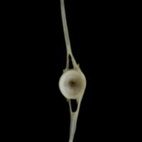 photo of Zander caudal vertebra posterior view