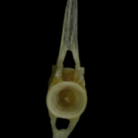 photo of Red gurnard caudal vertebra anterior view