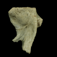 photo of Atlantic salmon hyomandibular lateral view