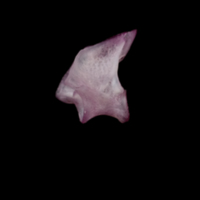 photo of Dragonet precaudal vertebra lateral view