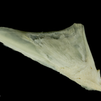 photo of Northern pike articular lateral view