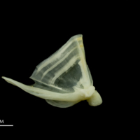 photo of Bullrout quadrate medial view
