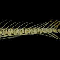 photo of Atlantic cod caudal vertebra lateral view