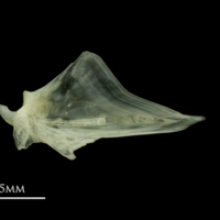 photo of Red mullet articular medial view