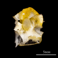 photo of Atlantic herring otic bullae detail view