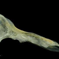 photo of Scad cleithrum medial view