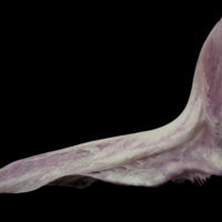 photo of Meagre cleithrum lateral view