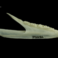 photo of Whiting dentary medial view