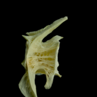 photo of Saithe precaudal vertebra lateral view